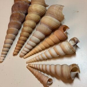 REAL! Turritella Natural Spiral Seashell Collection